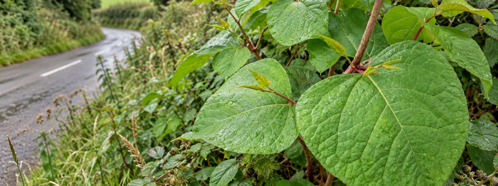 Industrial Knotweed Removal in the South East