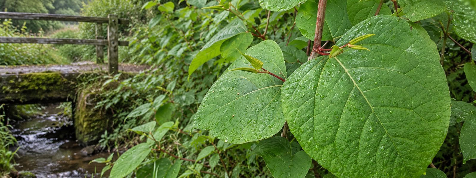 Industrial Knotweed Removal in the South West
